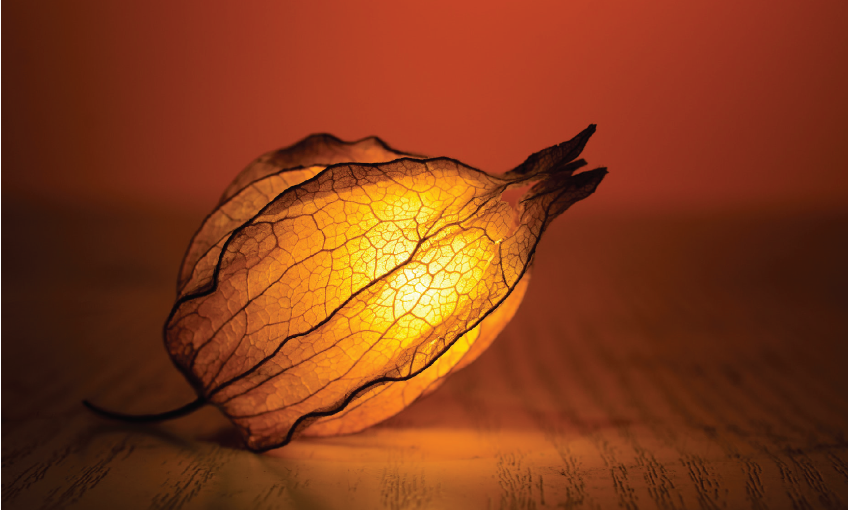 الضّوء والحياة