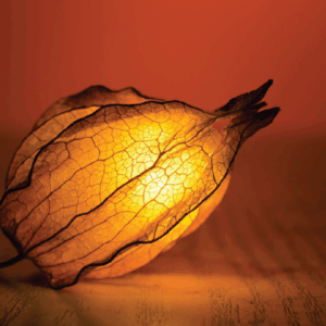 الضّوء والحياة